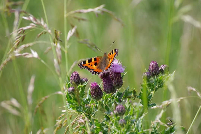 Butterfly1