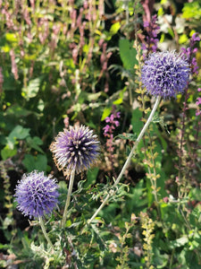 three flowers- Bodnant Gardens