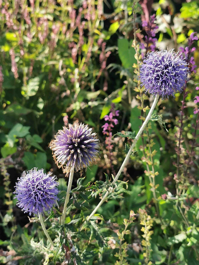 three flowers- Bodnant Gardens