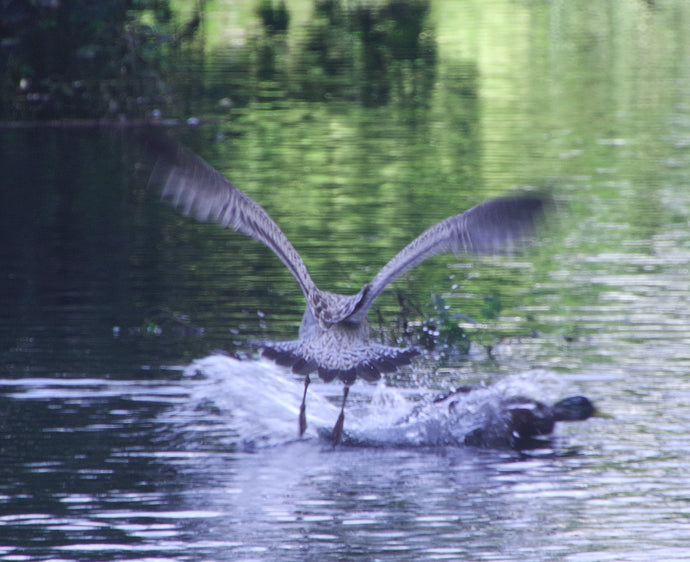 Lift Off