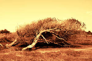 Sleeping Trees, Formby