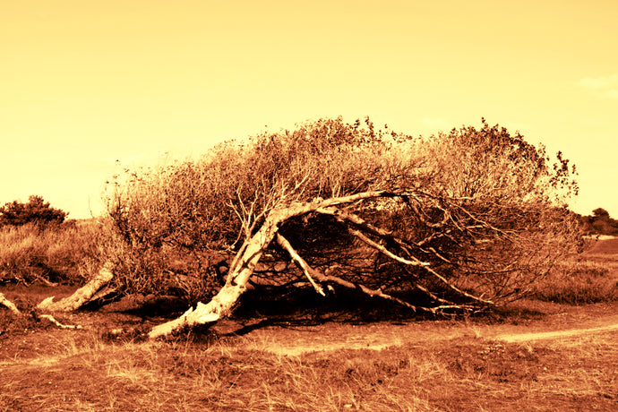 Sleeping Trees, Formby